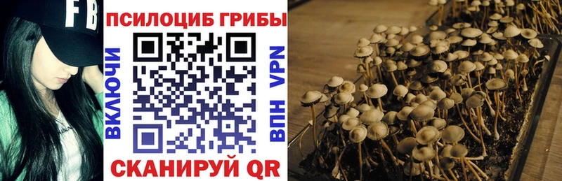 Псилоцибиновые грибы Magic Shrooms  Купить где  Барыш 